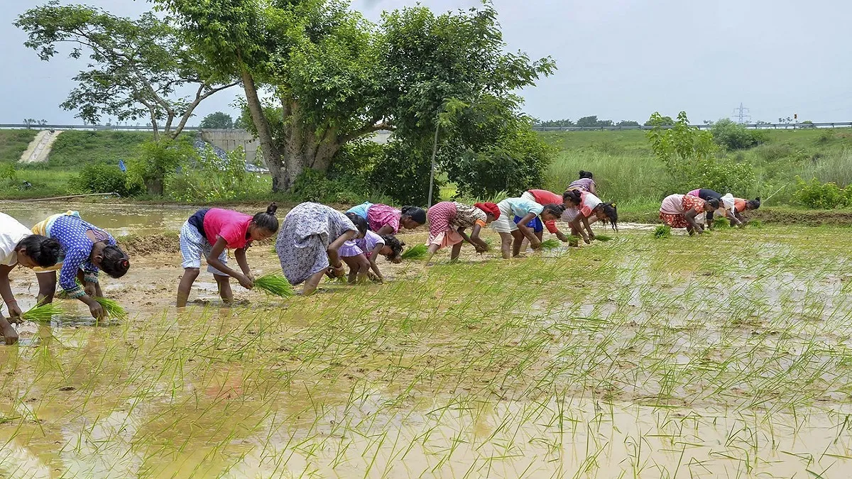 MP News: किसानों के पास आज आखिरी मौका! MSP पर फसल बेचने के लिए तुरंत कराएं पंजीयन, AgriStack ID जरूरी