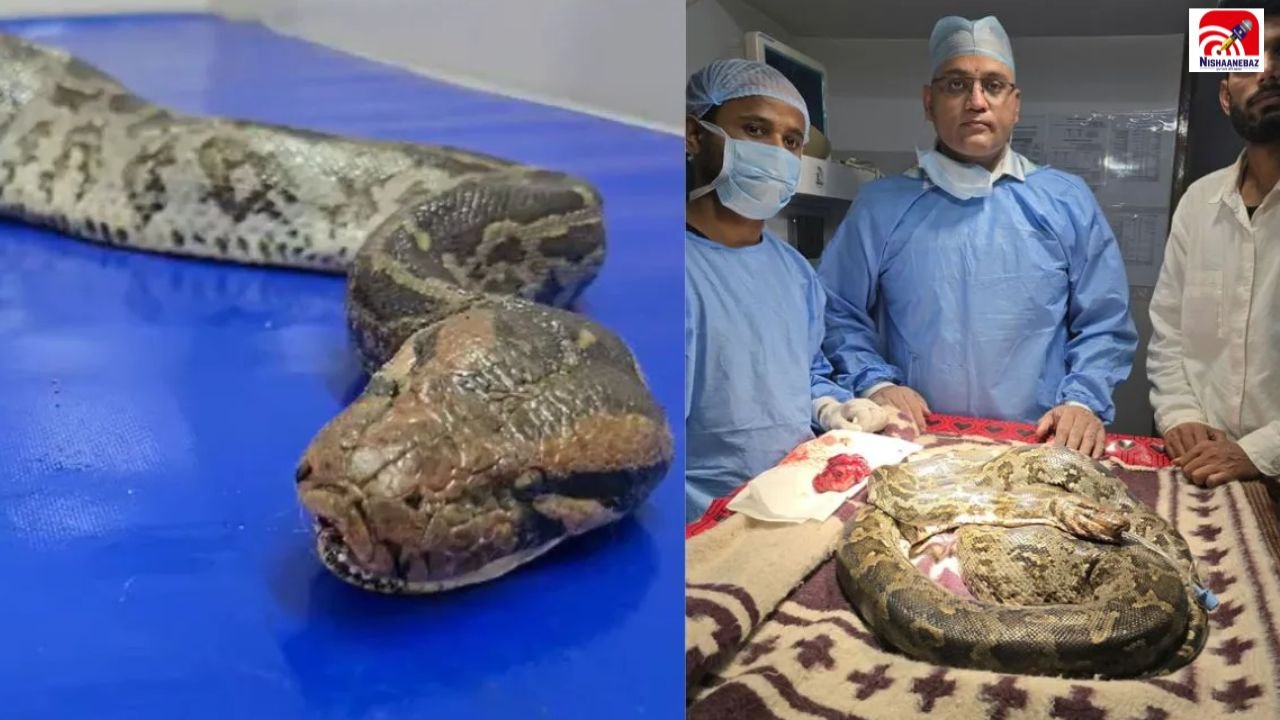 Python Cancer Surgery: छत्तीसगढ़ में अनोखी सर्जरी! 8.5 किलो के अजगर को कैंसर से बचाने के लिए डॉक्टरों ने दिखाई हिम्मत