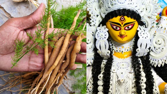 Health: मां सिद्धिदात्री को प्रिय है शतावरी, आयुर्वेद में मानी जाती है खास, जानें फायदे और सेवन का तरीका