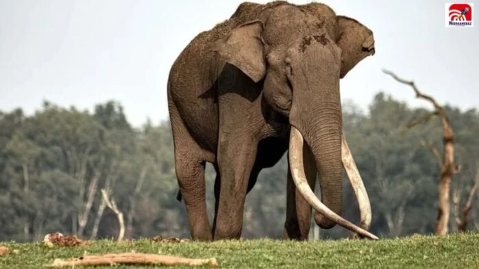 surguja elephant