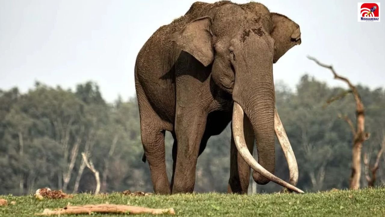 Surguja News: जंगल में करंट की चपेट में आया हाथी, मौत से मचा हड़कंप; 27 हाथियों के झुंड से जुड़ा मामला